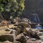 Wildlife of Australia