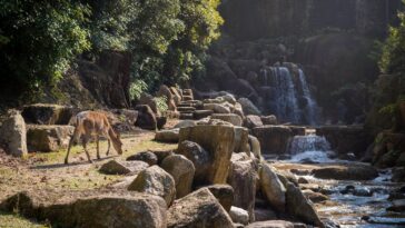 Wildlife of Australia